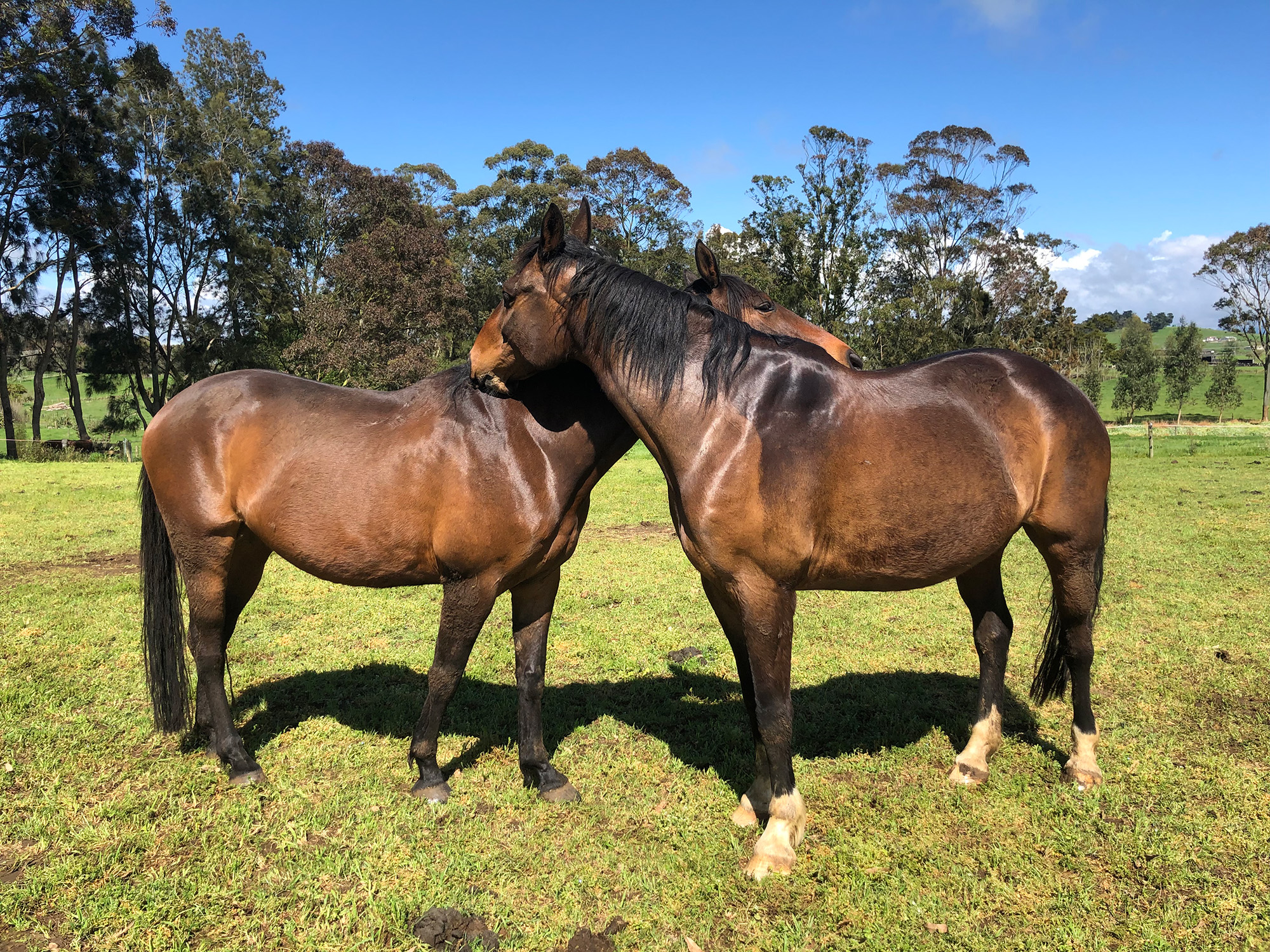 Sonic_and_Sensei horses